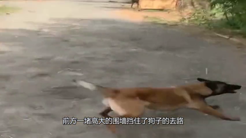 狗急了跳墙原来是真的,这身手丝毫不输警犬!