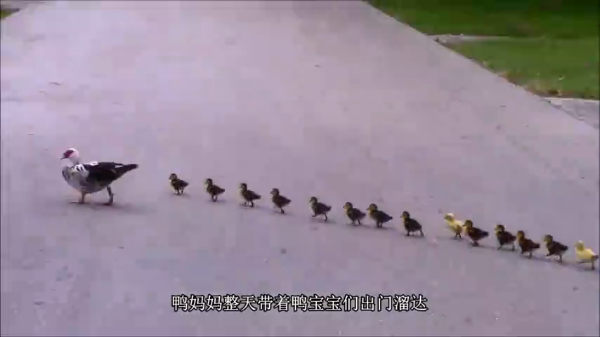 一阵"妖风"刮过,小鸭子被吹得四仰八叉,鸭妈妈反应太搞笑了!