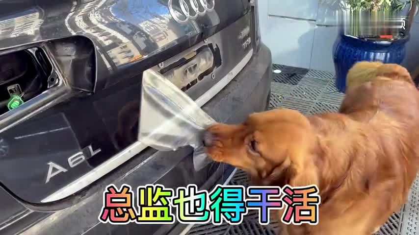 奥迪A6L整车隐形车衣更换闹总监好久没给大家撕车衣看了