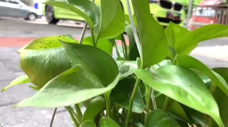 宝马530Li完工，超级亮xpel隐形车衣