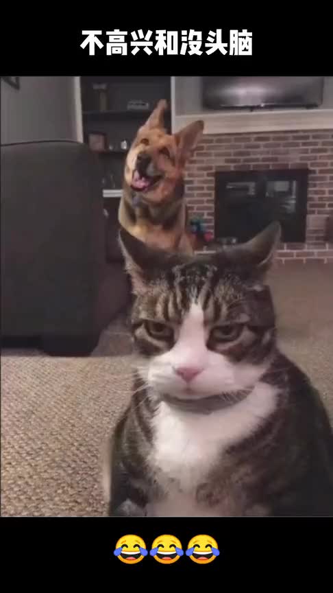 猫咪生气vs狗子开心的笑,网友:现实版的不高兴和没头脑