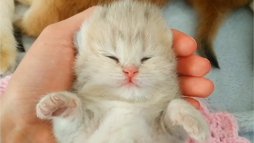呆萌金渐层小猫在手掌睡着了,不忍放下它,太可爱了