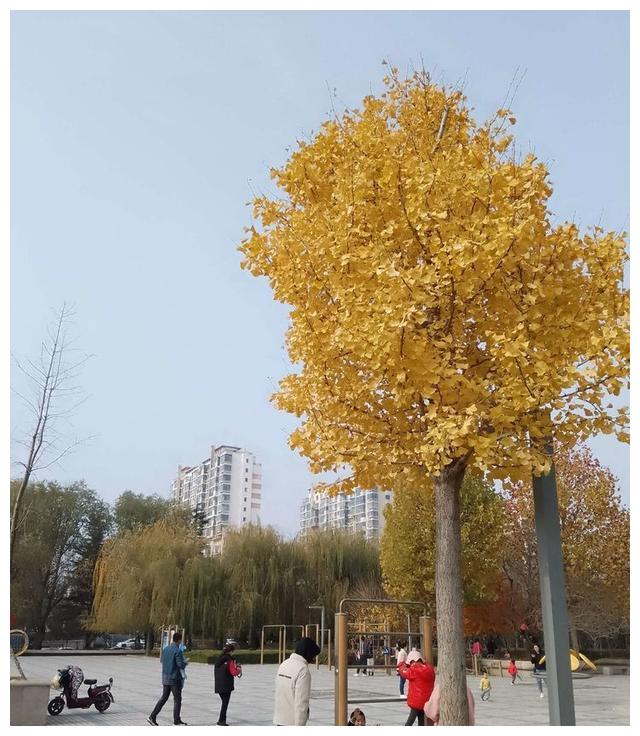 绚丽的金黄色,都市里的银杏树|崂山太清宫|银杏树
