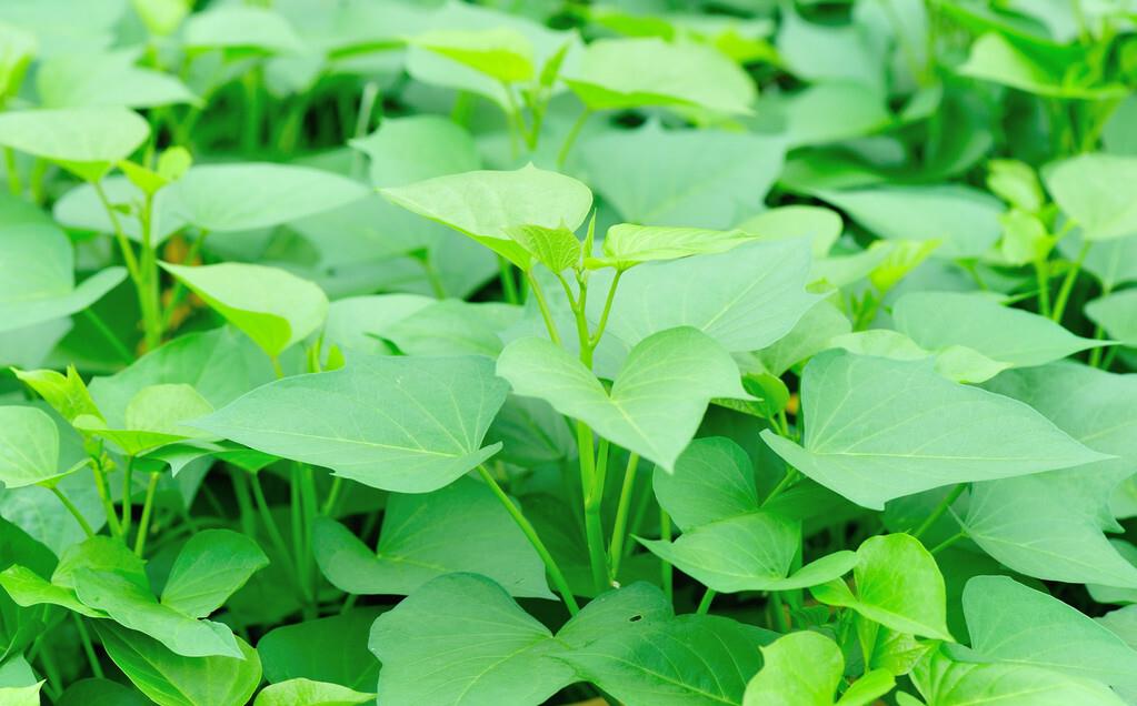 番薯叶一般指红薯叶,又称地瓜叶,即红薯生长过程中的茎上的叶子.
