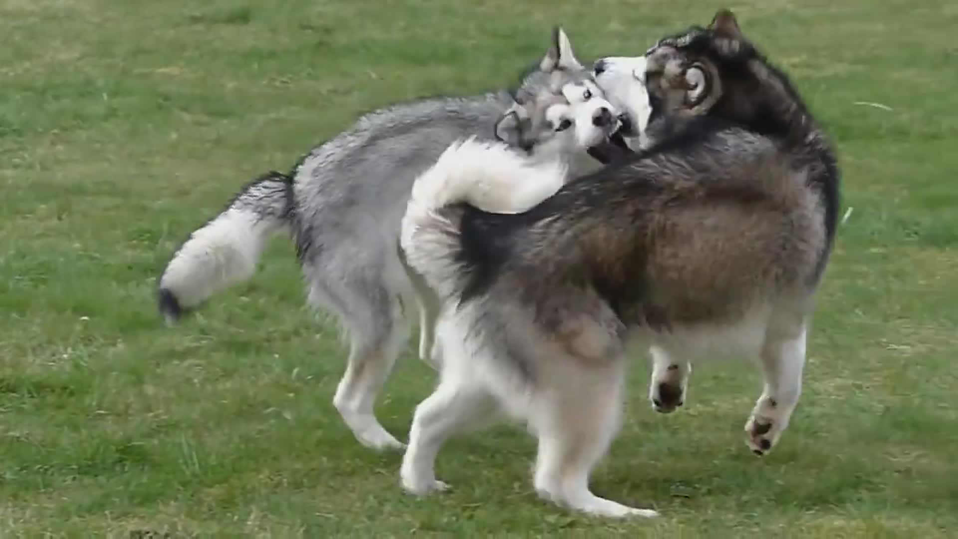 阿拉斯加雪橇犬在公园里玩耍打闹,好帅气