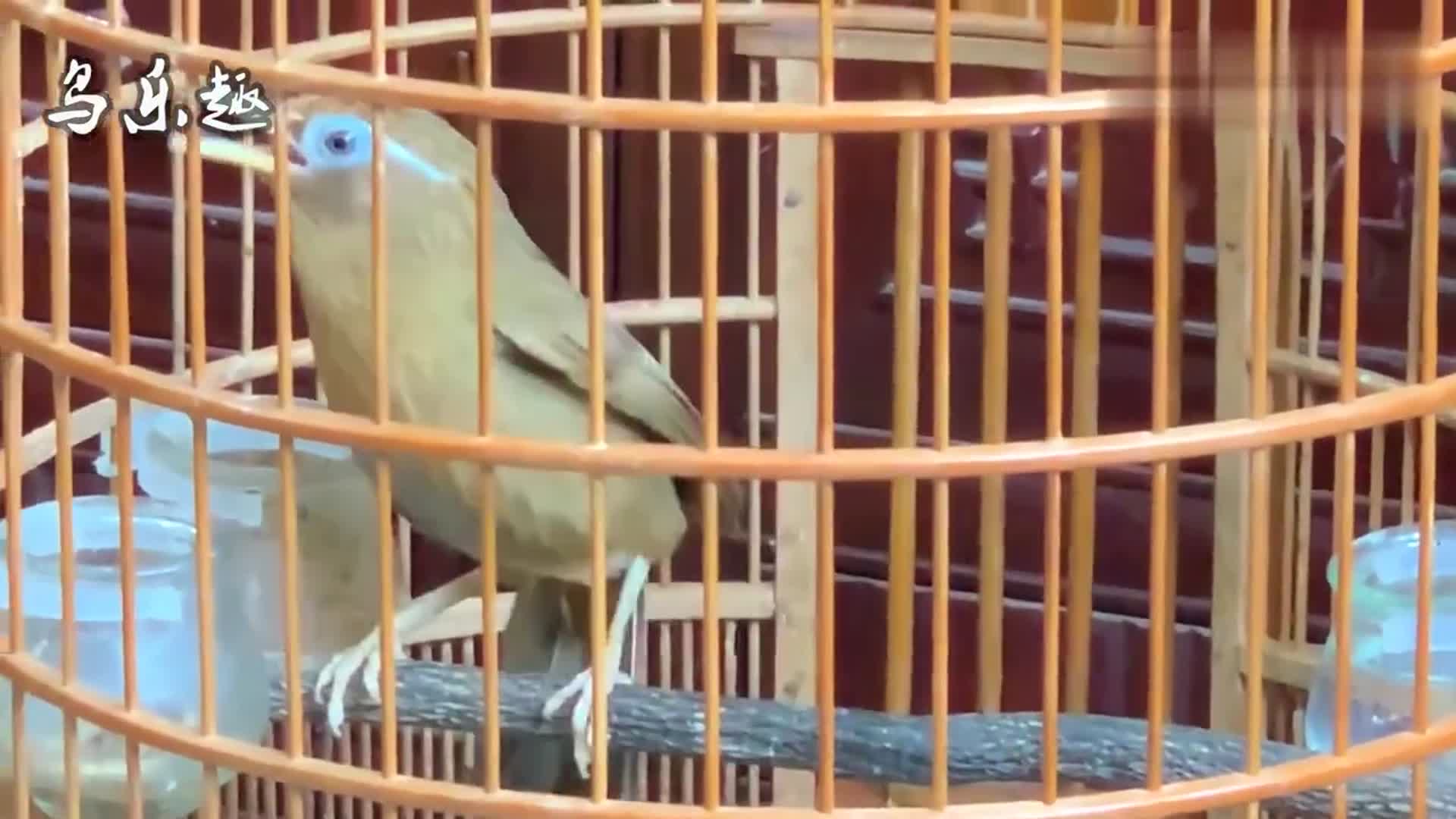 3年前500元买的画眉鸟,这鸟叫声还算得上好听?