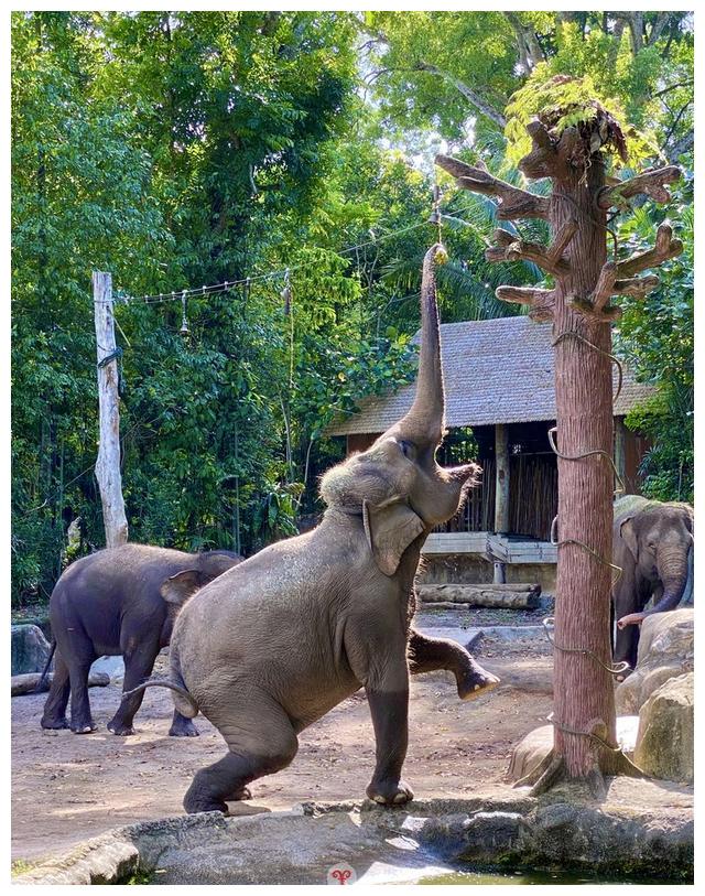新加坡动物园热带雨林中的欢乐动物城