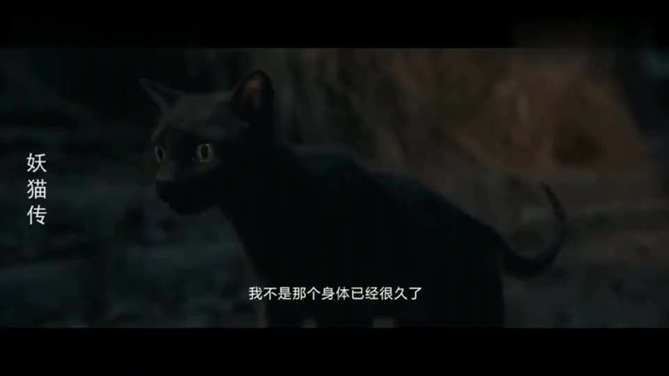 妖猫传:催泪片段,变成黑猫的白龙:我不是那个身体已经很久了