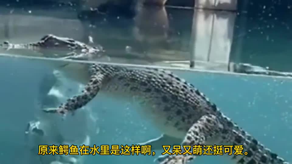 为您推荐: 大家认识它吗?鳄鱼的天敌,没想到这么温驯,看着挺可爱啊!