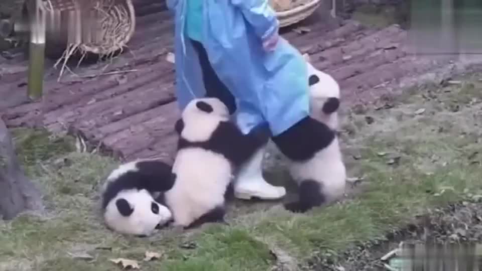 抱大腿的熊猫宝宝,好羡慕熊猫饲养员!