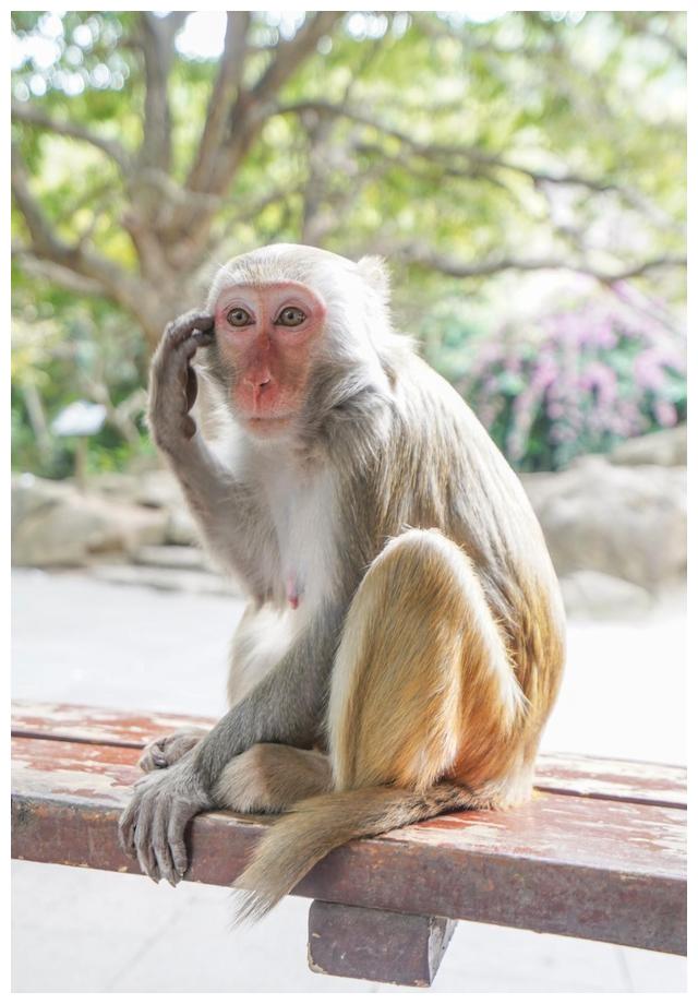 陵水猴岛,人少景美的去处,还可以跟猴子互动