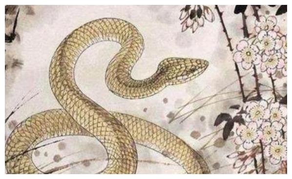 蛇属于什么纲目 e993-kfnaptu3625609.jpg