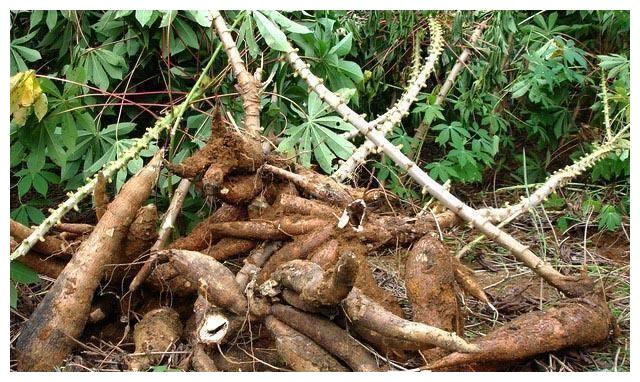 面包木薯有毒吗 新浪(移动端)
