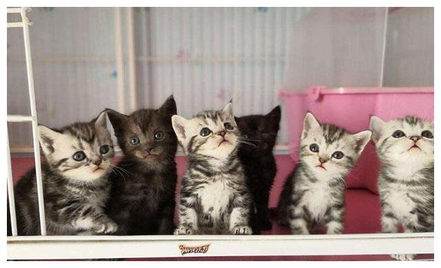 一只猫的搞笑视频大全 1a13-kcieywa2950533.jpg