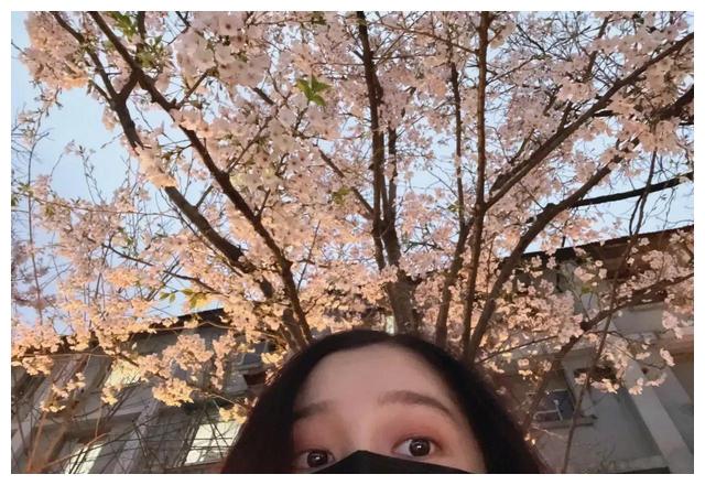 Angelababy晒樱花自拍,Angelababy晒樱花自拍 关晓彤收工看樱花,angelababy看樱花,樱花和春天更配