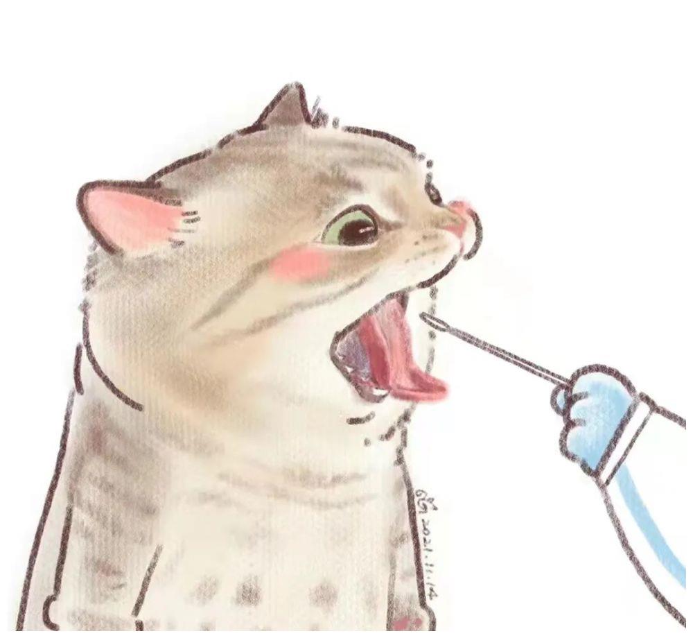 小猫咪做核酸检测会是什么样呢