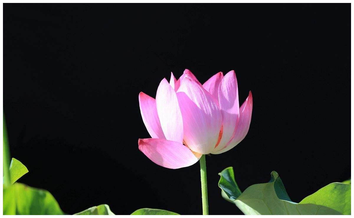 啥叫正缘桃花 6206-iwasyei9040344.jpg