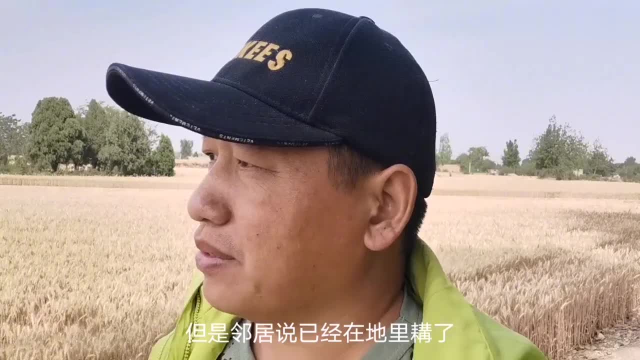 注意了！2020年新小麦里有这情况的或将无法售卖，快看看咋回事