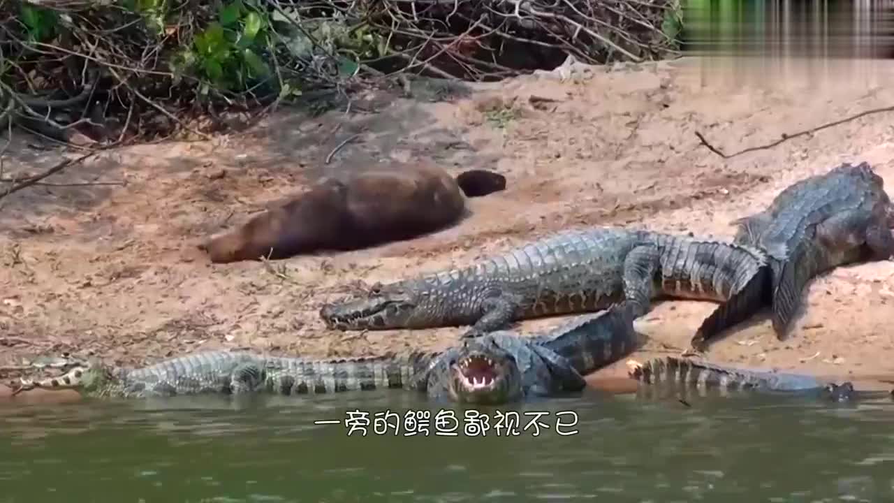 04:28 男子封住鳄鱼嘴巴,用力挤它的泄殖腔前端,分辨鳄鱼的雌雄 01