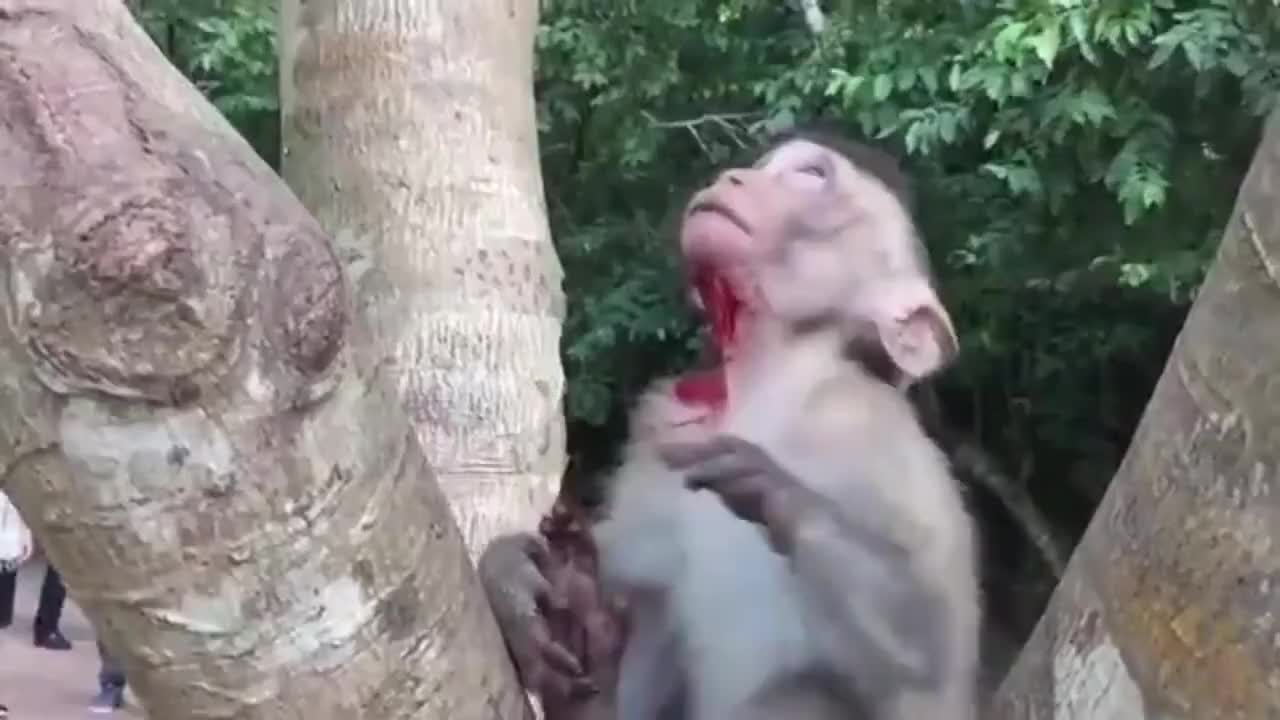 小猴子受伤了,看上去很可怜,猴妈呢?|猴子_新浪新闻