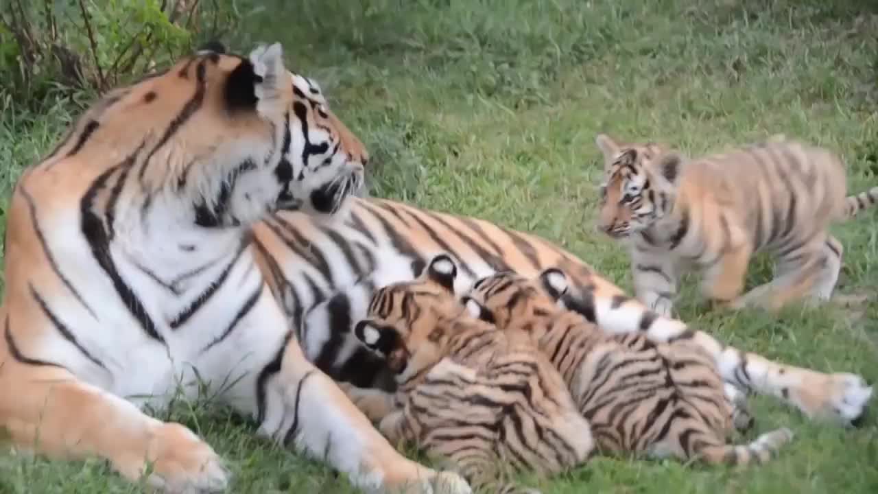 小老虎们躺在虎妈妈身上,乖乖的喝奶汁,呆萌的样子好可爱
