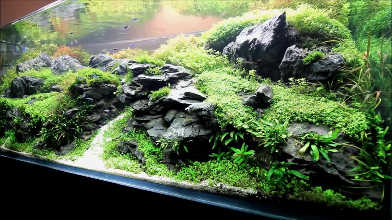 水草缸造景