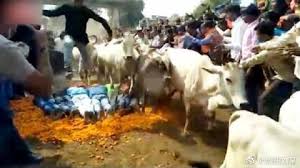 印度教徒趴地上让200多头牛踩 为流传几百年的古老仪式