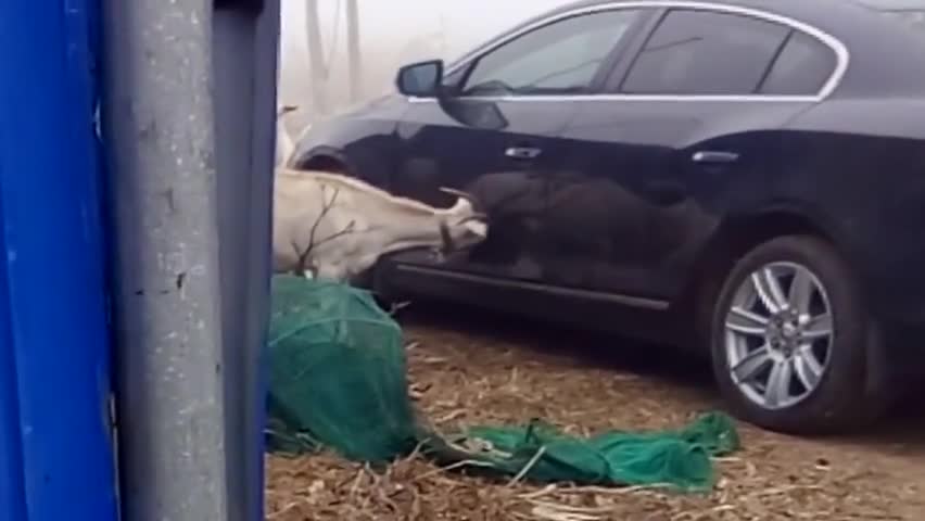 邻居刚买的新车，不料被羊给祸害了，看来得重喷车漆了！