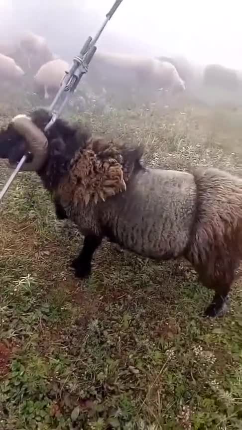 千里羊缘一线牵羚羊挂角无法自拔