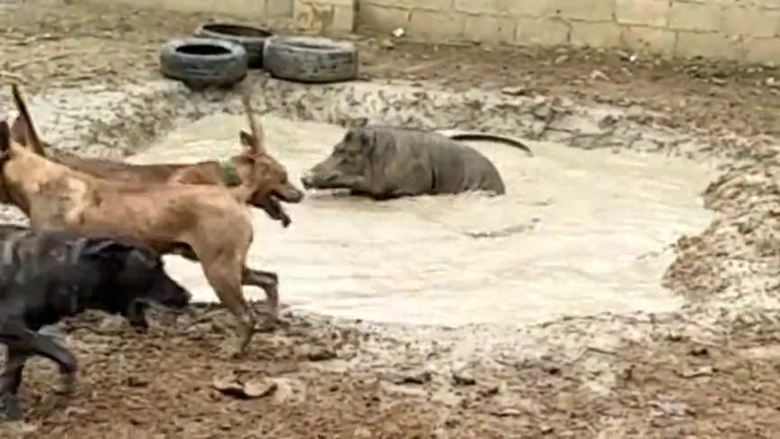 狗狗决战野猪场面相当激烈看得我一愣一愣的