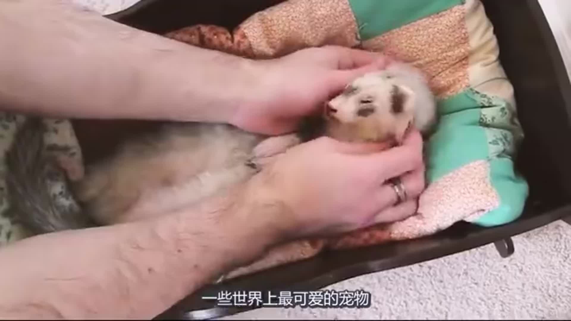 世界上7种最可爱的宠物,排名第一是谁