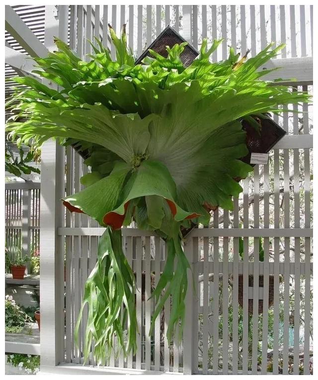 鹿角蕨用土壤种不活 却不靠这成网红植物 可固定在木板养墙上 鹿角蕨 养分 水苔 新浪新闻