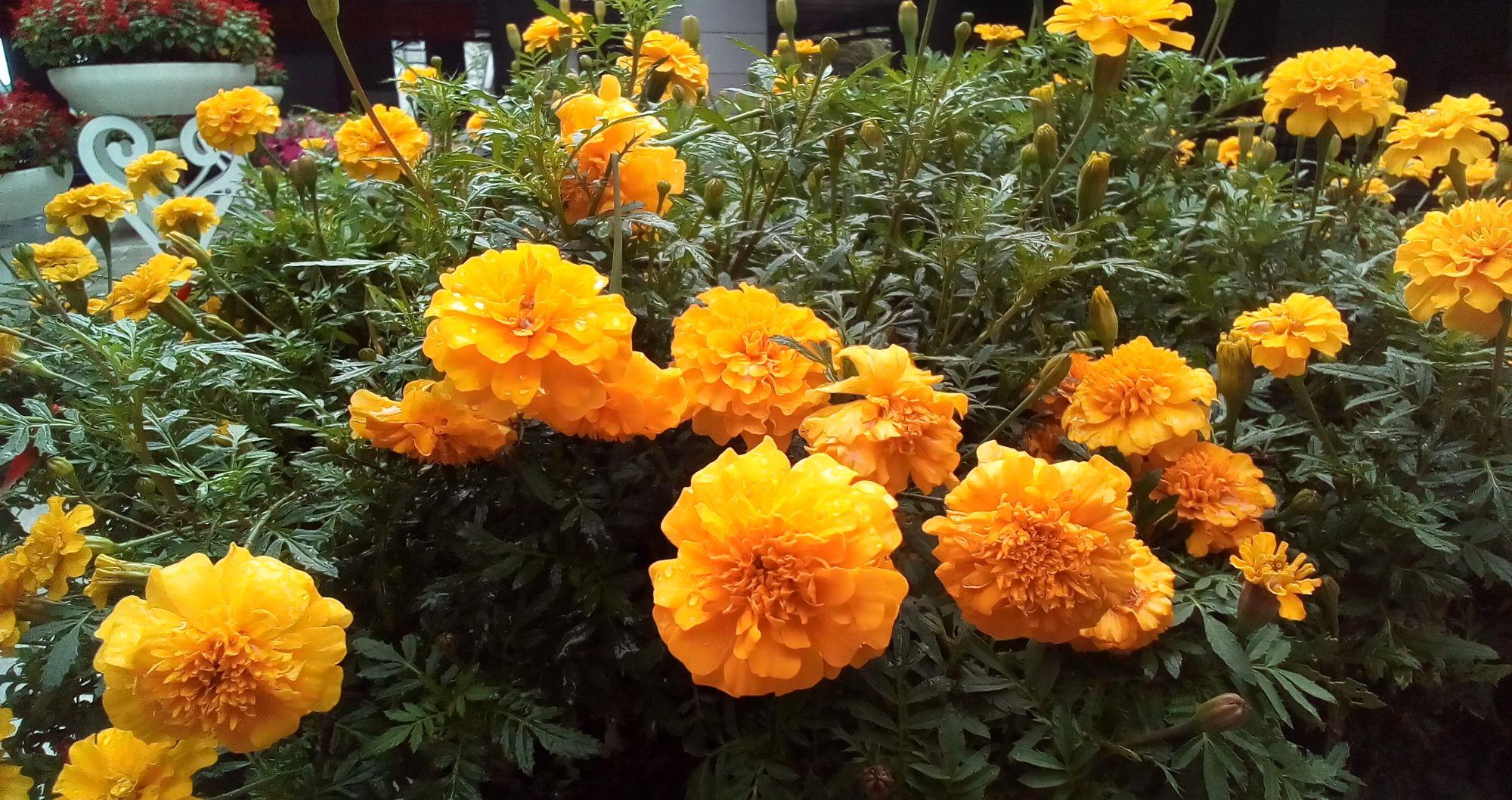 万寿菊别名臭芙蓉,万寿灯,蜂窝菊,臭菊花,蝎子菊,金菊花等