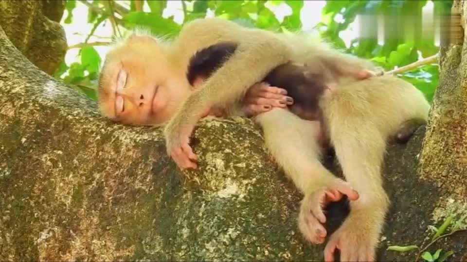 母猴侧躺着睡觉,怀里的小猴子不安静啊