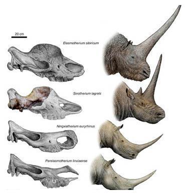 鼻角变短和体型变小不过,中华板齿犀虽然灭绝了,但是新的板齿犀属下的