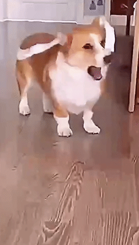 爆笑gif 搞笑趣图 托尼老师我服了|老师|白素|狗子