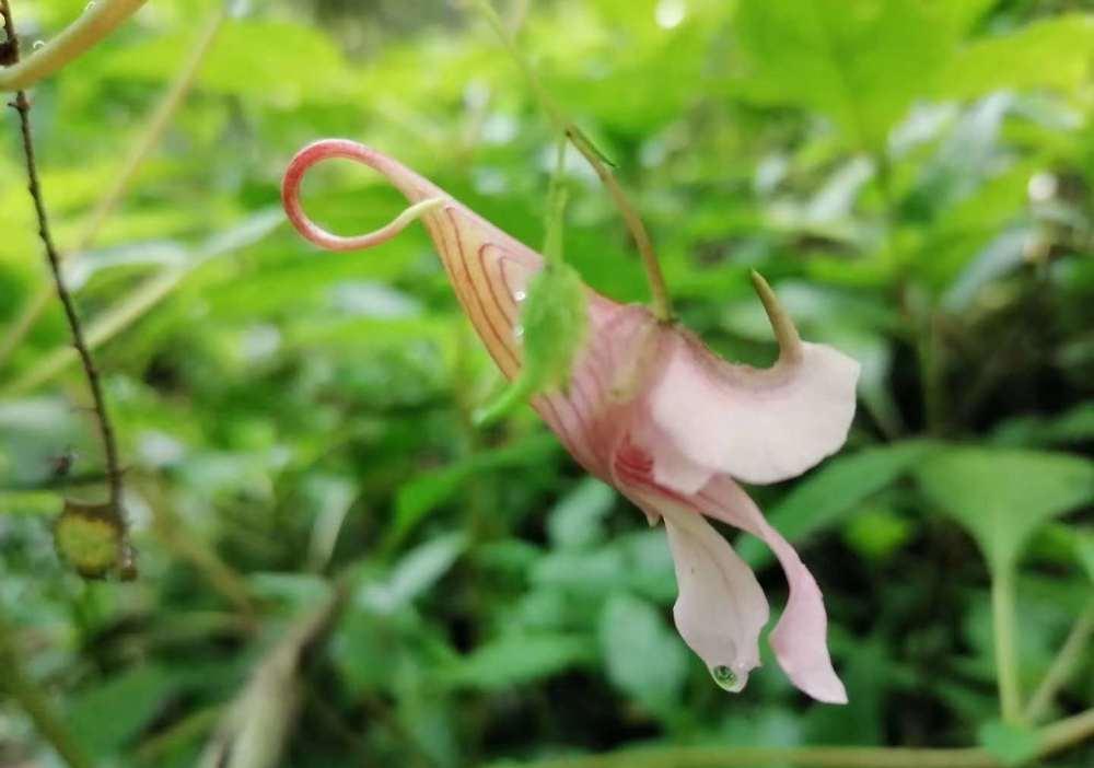 张家界金鞭溪的龙虾花开了