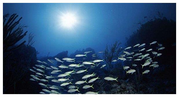 海底一万米会存在什么生物?科学家说,鱼已经不是鱼了!