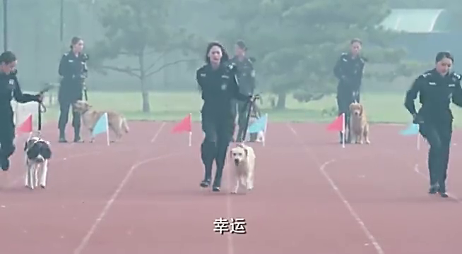 警花与警犬:警犬为大赛训练,这场面太热血了,个个都是好样的
