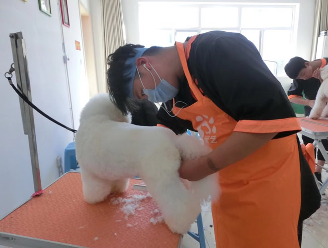 学宠物美容的费用大约需要多少钱(第一试管网)