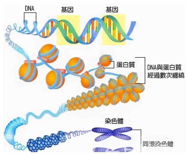 什么时候开始产生卵泡的 5518-kcysmrv6237350.jpg