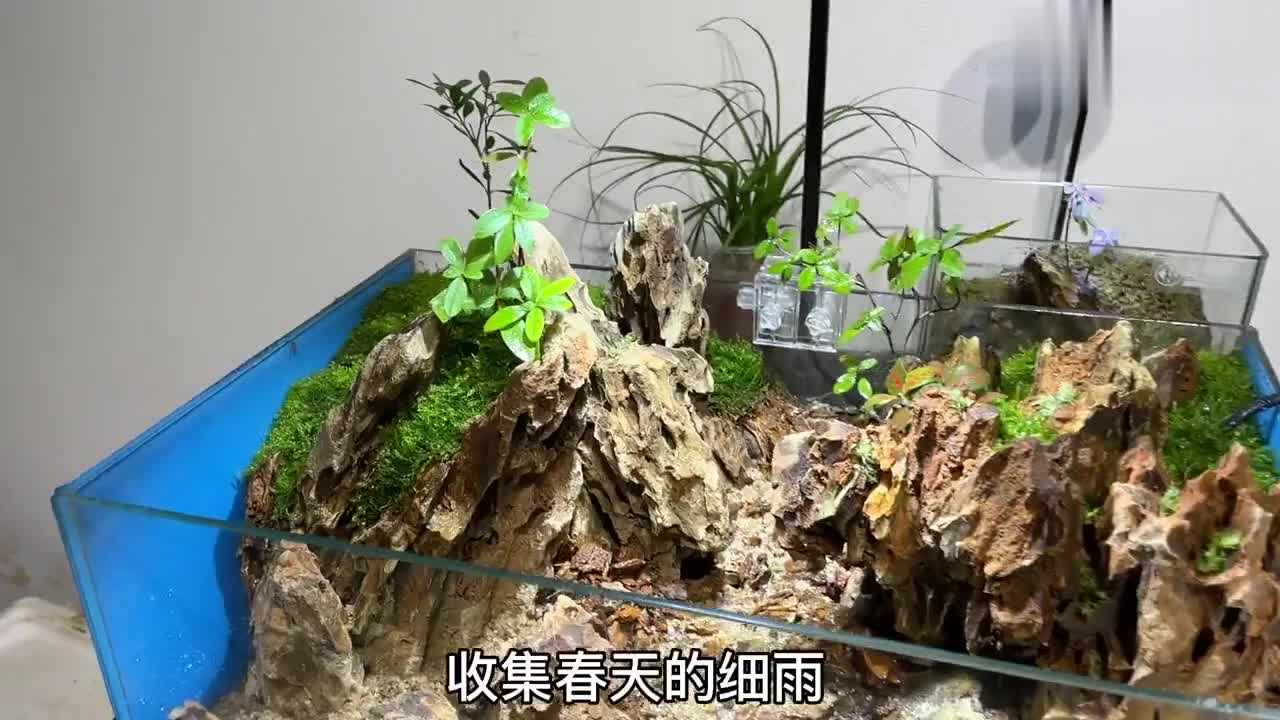 玻璃中的自然景观,苔藓微景观,松皮石水陆缸