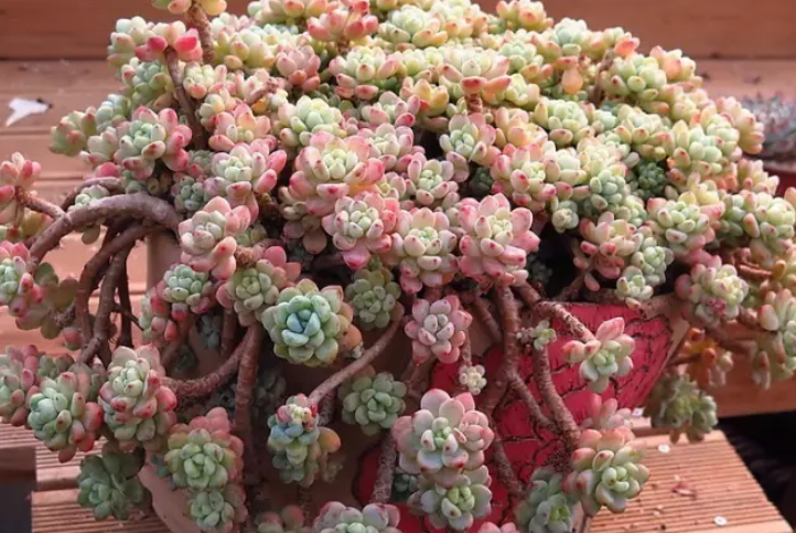 5种自带香味的多肉植物真的很好闻