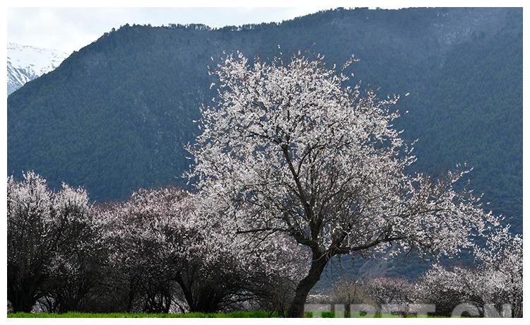 西藏林芝将开启线上桃花"云春游"