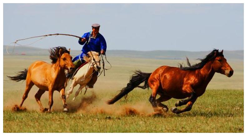 带您了解呼伦贝尔大草原牧民放牧马群的小常识