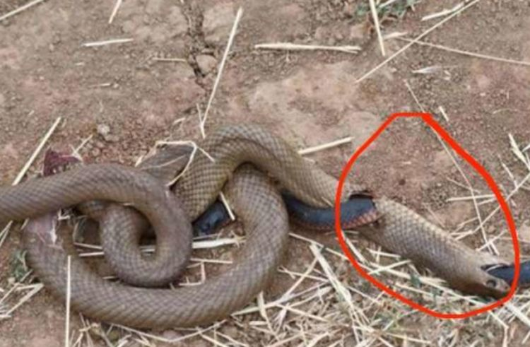 男子野外看到小蛇从大蛇肚子里钻出,难道蛇还有胎生的种类吗?