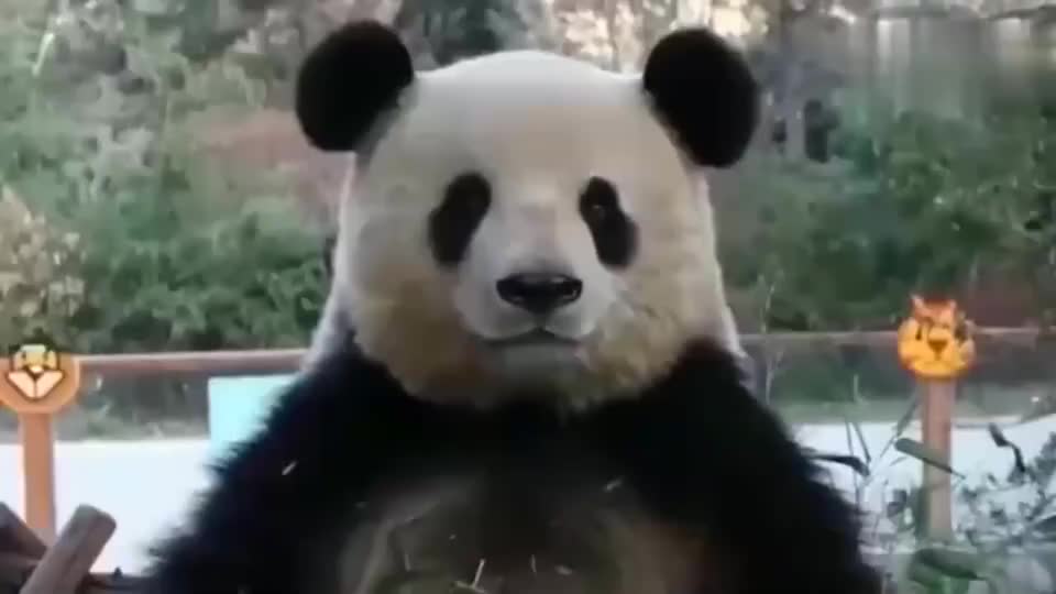 大熊猫吐舌头那几下过分了啊！我是笑出了声