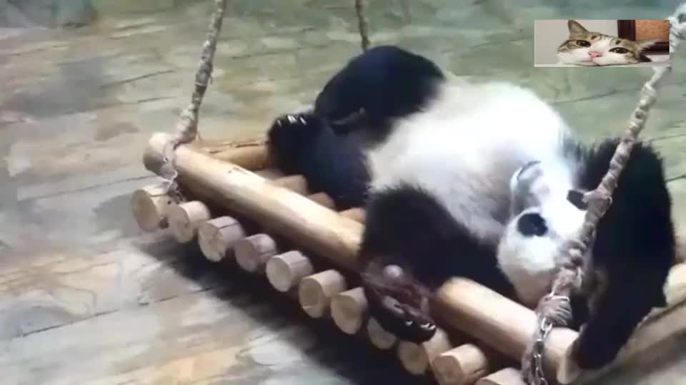 大熊猫真会享受，悠哉悠哉的躺在秋千上荡着，真是羡慕呀
