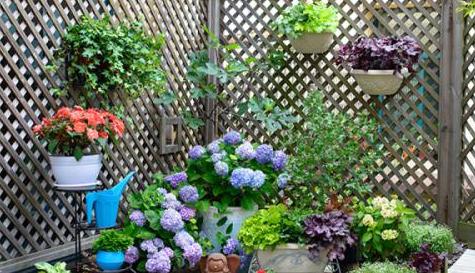 她用一年时间，把阳台变成小花园，四季有花赏，邻居看了都羡慕