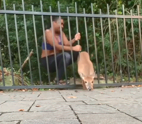 女子救下夹在栏杆里的狍子,晨跑一圈后,回到原地的她愣住了